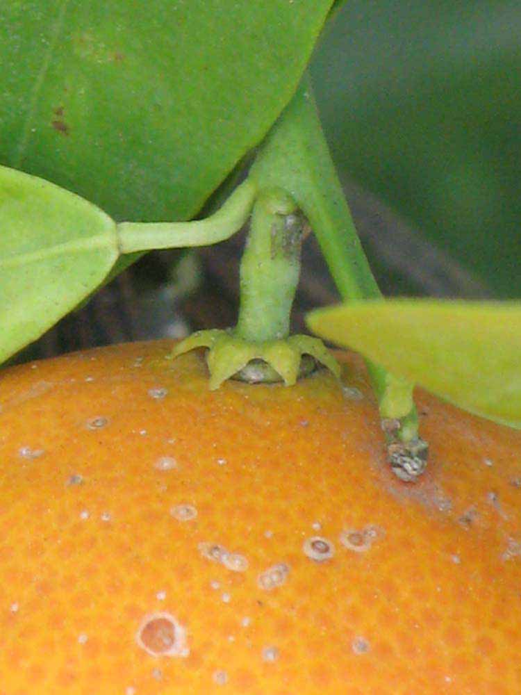            Fruit (Riverside, CA)   